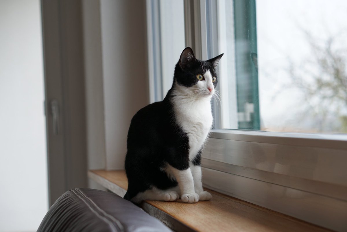 Ruki_Joush's tweet photo. I love my new camera and my little kitten ♡ https://t.co/8p9N3KislT