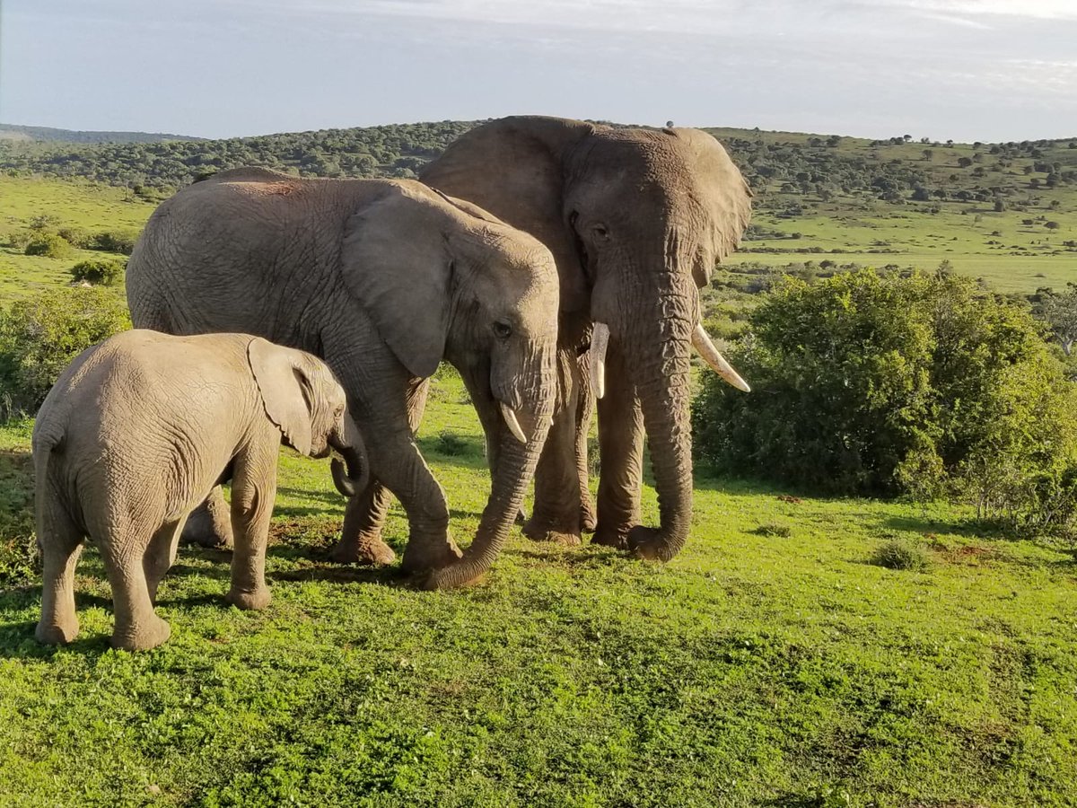 africa_media's tweet photo. Reconnect with nature and explore South Africa on a creative month long adventure https://t.co/LJ4EnEAeUv 
Photo credit: Intern CJ Nemit
#Nature #Wildlife #Photography #Filmmaking #Training #Journalism #Travel #Learningholiday #travelpackage https://t.co/JjK2tiVE7Z