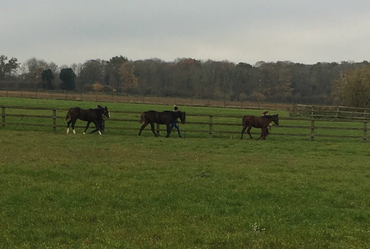 Hilboroughstud's tweet photo. Foals happy and enjoying there prep https://t.co/W9pXwwTQEQ
