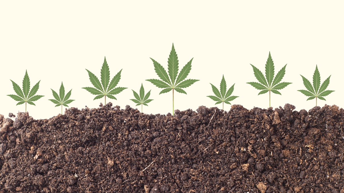 hellogramsly's tweet image. Rolling Stone looks at how hemp cleans soil. buff.ly/2w7nole #hemp #hempoil #environment #soil #rollingstone