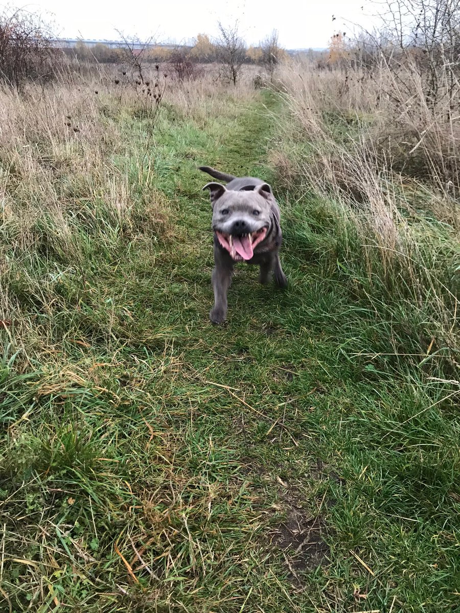 Jaspergratt's tweet photo. Muvver is so pleased as my pain meds are working well and I am like a pup again! Running around, happy as can be #jaspersback #causingmischief #energetic #havingfun #staffysmile #unconditionallove #DogsofTwittter https://t.co/ryXai8IURk