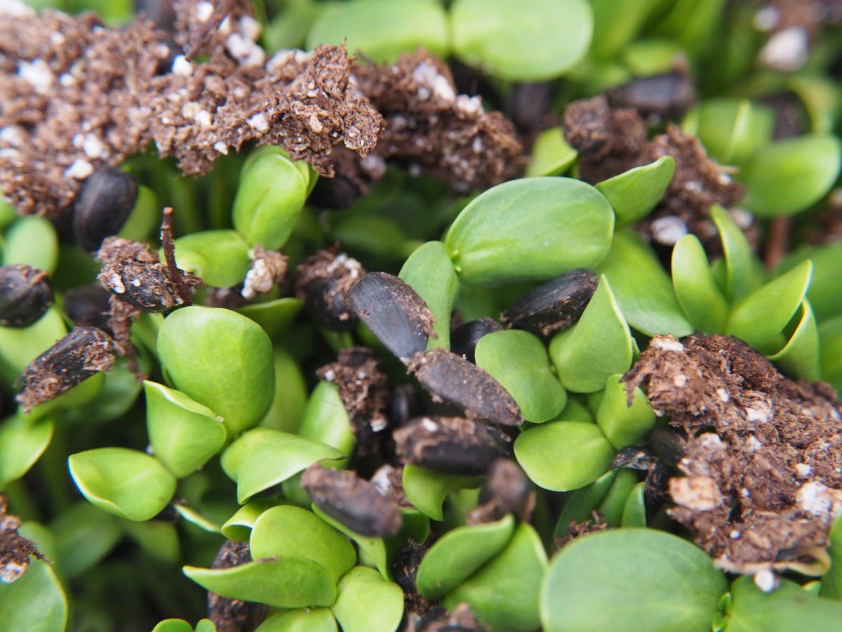gardenculture's tweet photo. Who grows their own microgreens? Any favorites?

#Food #organic #organicgreens #growfood #growpure #microgreens #GardenCultureMagazine #GCMag https://t.co/2Y0zZZelWx