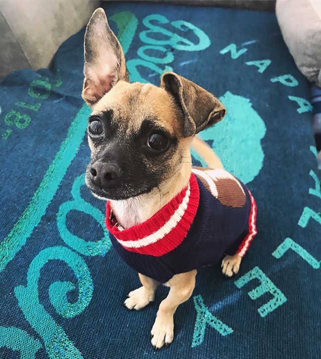 VanessaABC30's tweet photo. Coming home to this little face is everything! Brucey knows how to brighten any day! #dogsofinstagram #helladogmoms #puppies #puppiesofinstagram #thoseears #orejas https://t.co/DpnnVgUDCs https://t.co/IsmnZndJVA