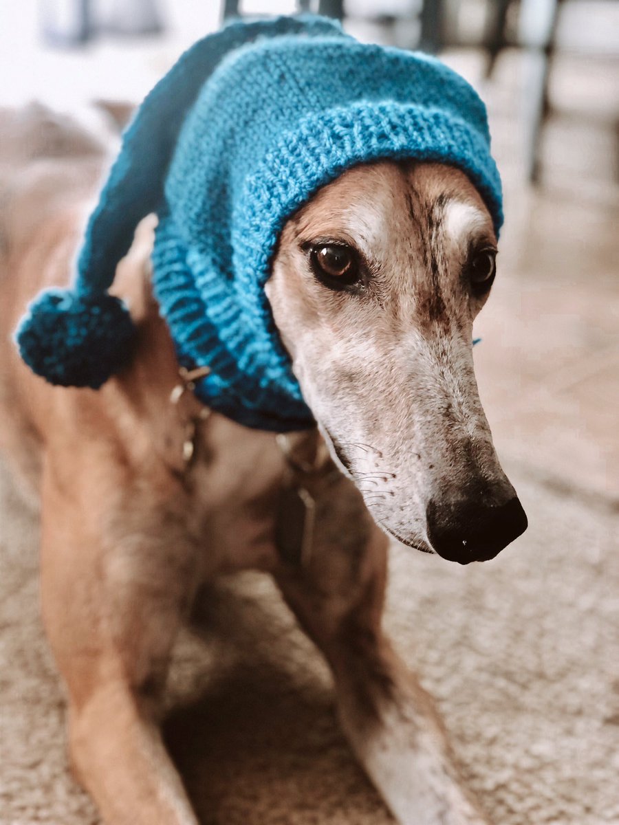 Dash is ready for the snow day!! ❄️