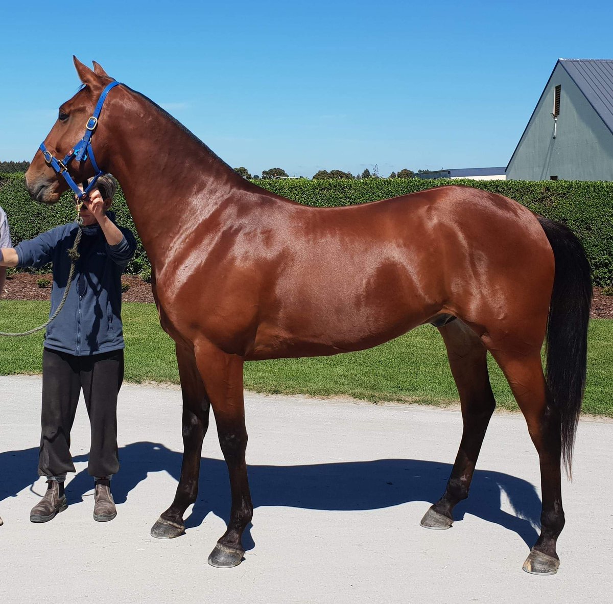 AFitzyRacing's tweet photo. I was already in love with Chase Auckland when he won his first trial and it wouldn't of bothered me if he'd never won a race in his life as he is an absolute dude.
But how good does @natr77 & Mark Purdon have the boy looking! #Auck @shaungrollomac #RaceTrackReturnSoon https://t.co/OFr6mpXQUT