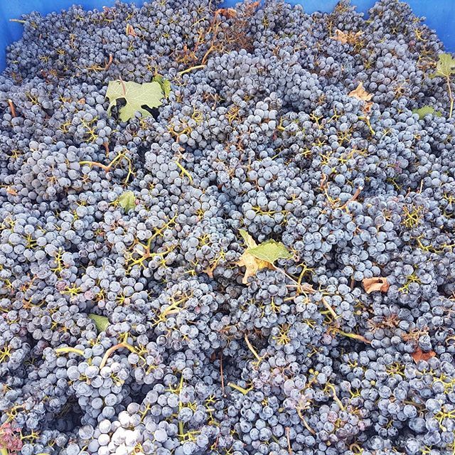 Grapes Galore! 
Cool shot of the harvesting at @taborwinery
#tabor #kosherwine #grapes ift.tt/2FogzU9