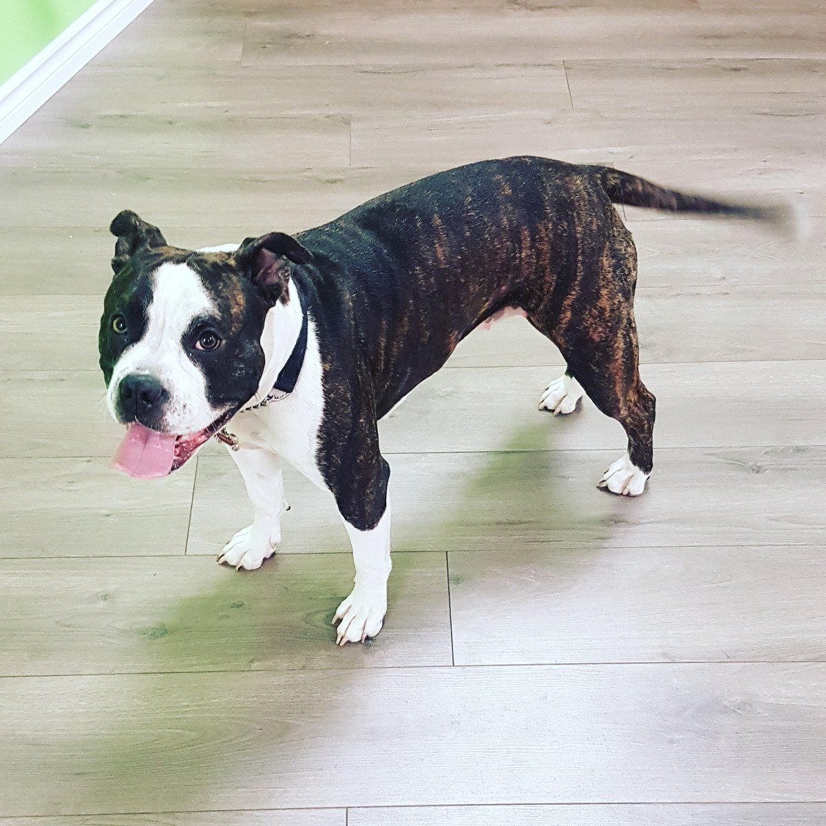 WackyPawsca's tweet photo. Aww our sweet Vanessa after her bubble bath! Love you girl! ❤
#Toronto #dogs #torontogrooming #torontodoggydaycare #loveofpets #wackypaws https://t.co/13kyaV7fWj