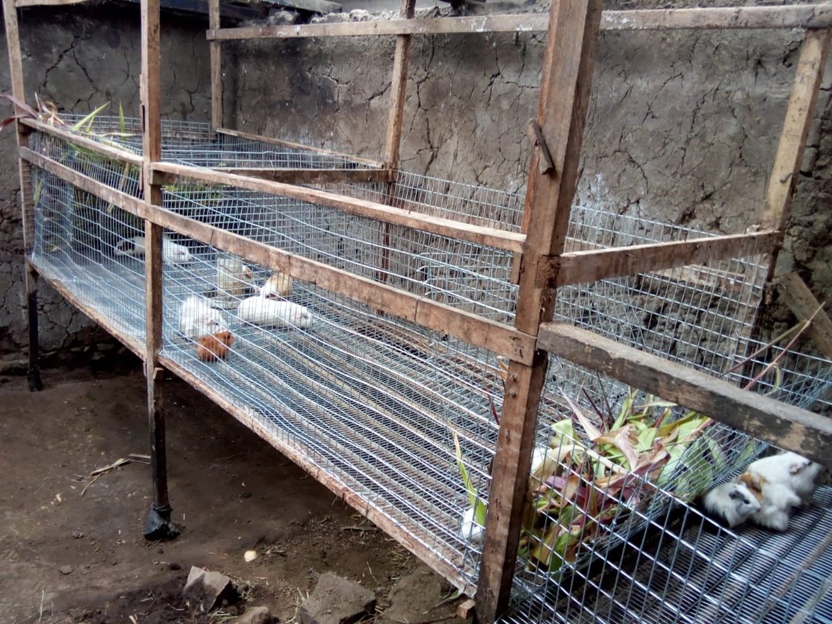 FMDesarrollo's tweet photo. ✅ Iniciativas comunitarias | 

El proyecto de crianza y reproducción de cuyes avanza en la comunidad de Zhin Alto #Chaucha. 
Hoy se colocaron las mallas en las casas de la Sra. Mariana Fajardo y María Valladares.

#DesarrolloComunitario junto al proyecto #RioBlanco https://t.co/cYub6M6M2O