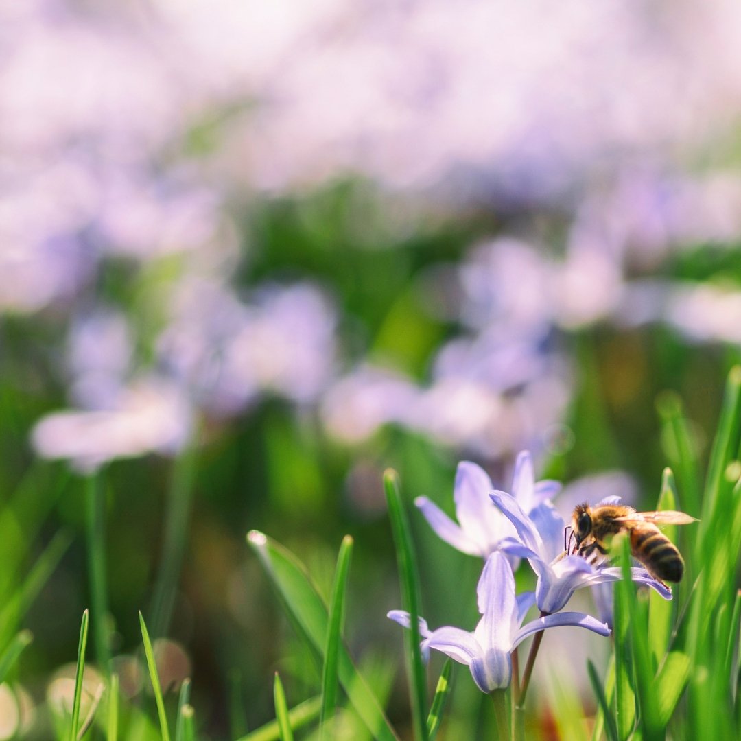 #Proud of your #garden? Tag us in your faves and we'll #Share it!  
.
#flowers #veggies #ferns #green #organic #growyourown #buildcommunity #seeds #germinate #tagyourself #insects #bees #lawncare #nature #nature #submityourpics  
.
Upload your videos to growreel.com