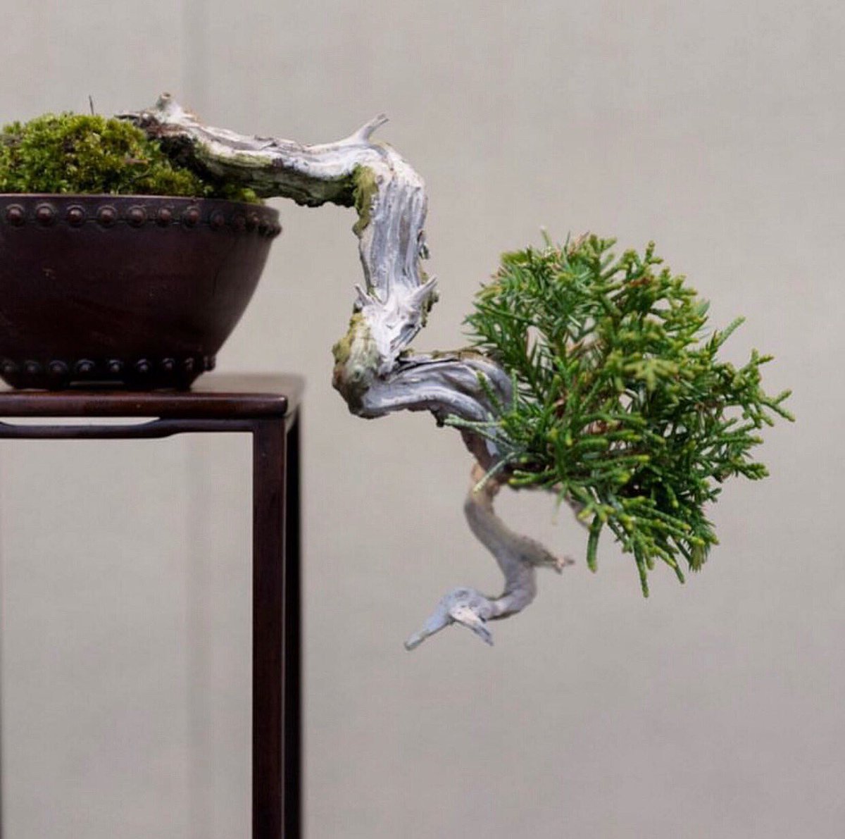 bonsaipasion's tweet photo. En el detalle más pequeño, está la gran diferencia. 
.
#penjin  #yamadoris  #artebonsai  #gardenbonsai #bonsailife #bonsaiart #bonsaivenezuela #bonsaitree #درختچه_بنسا  #درختچه  #littletree #bon
#Bonsai #盆栽 https://t.co/6yQER7iGRN
