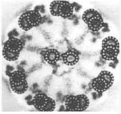 officialcandf18's tweet photo. Mostly, people just see cilia from the outside. Here is a cross-section of a cilia, showing the “9 + 2” array of microtubules within it. #OHSCellCampaign2018 https://t.co/BBDzGHZR3b