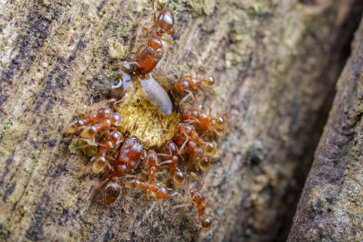 ants853's tweet image. A pack of #bigheadedants #pheidole species drinking a drop of sweet honey and delighting themselves from  nature&apos;s own nectar dispenses, the Extrafloral Nectaries from the Mallotus species. I got a small plant in my house and I hope to place it inside one of my arboreal terrarium