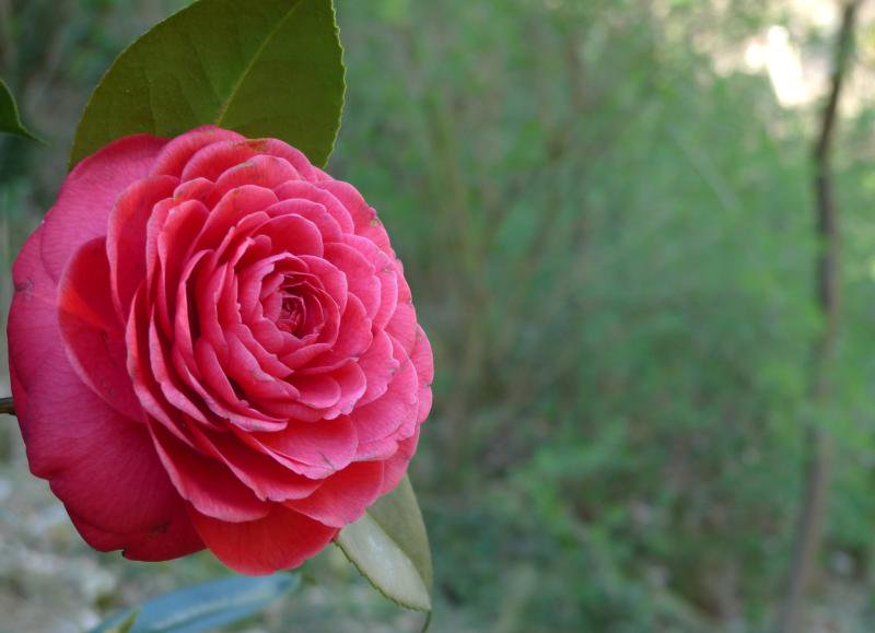 In occasione dei trent'anni del Festival delle Camelie è stata creata quest'anno la Prima Fiera Internazionale del Tè a Sant'Andrea di Compito (LU) che si svolgerà sabato 23 e domenica 24 Marzo 2019. Saranno tantissime le sorprese e gli eventi. Rimanete collegati con noi!