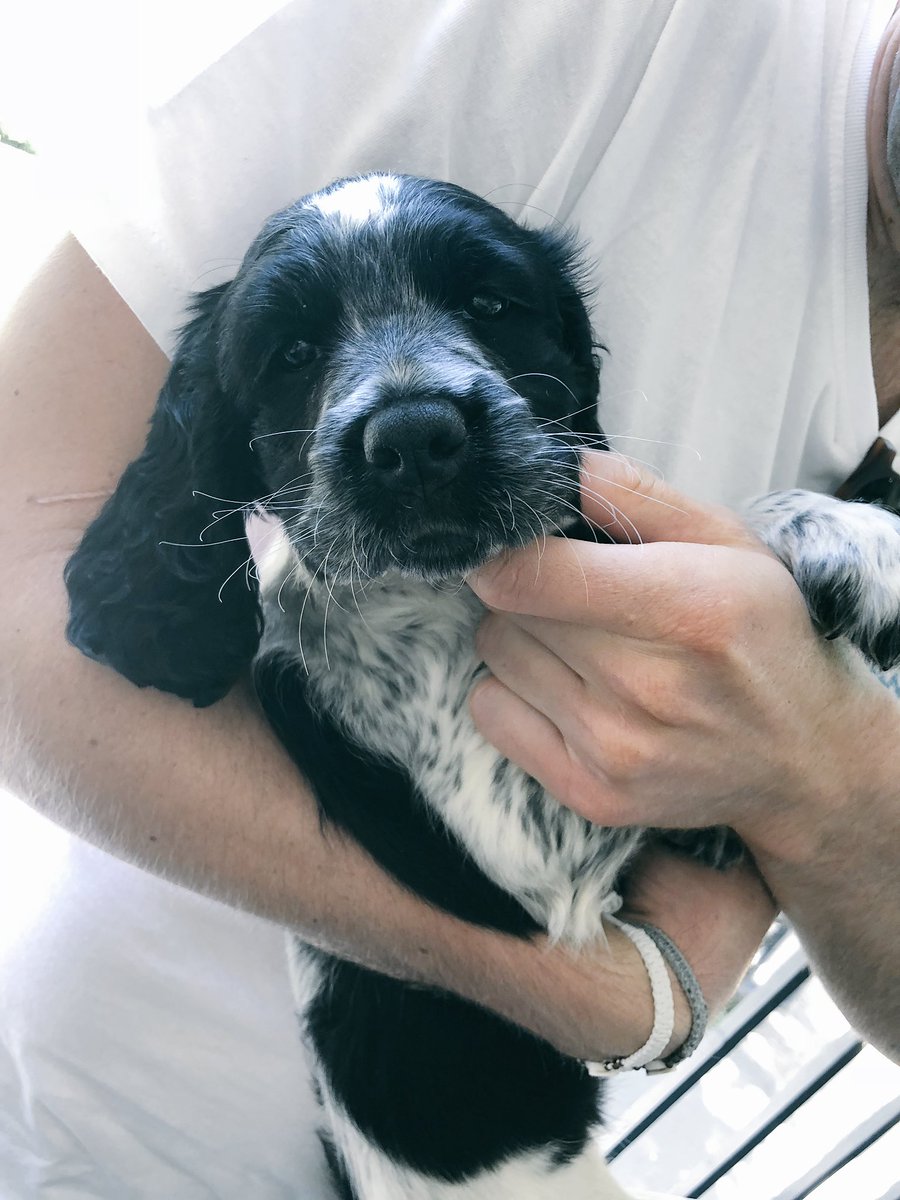 emilianadriano's tweet photo. How’s this little face keeping us company during our #GroundTheVenue visits and strat sessions. Talk about a cuteness overload 😍 #Raisin #StratSession #BrainStorming #CutenessOverload @kurtsol89 @NuttallJosh https://t.co/88WrQrfJCF