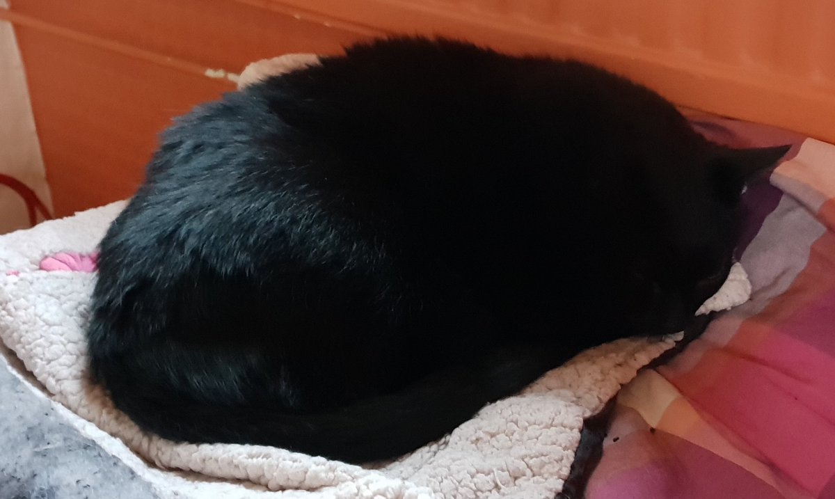 <a href="/MeanderingNumps/">Numps</a> Rollo ignored and slept through Big Sister's entire visit today!