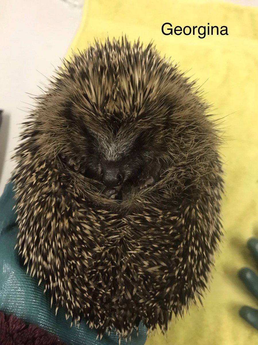 (⫩)Helen Hedgehogs 🦔 tweet media