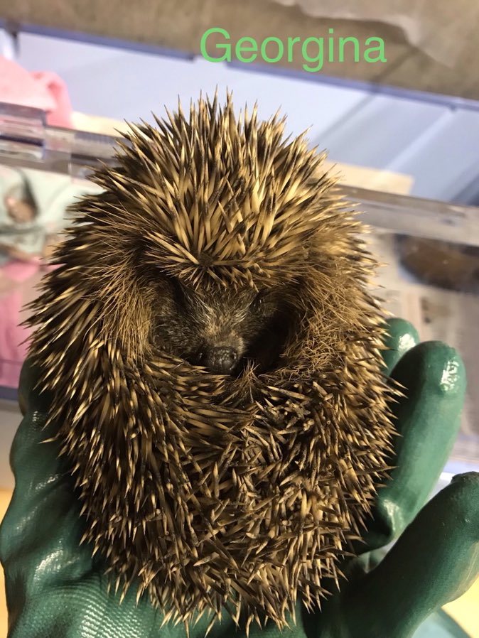 (⫩)Helen Hedgehogs 🦔 tweet media