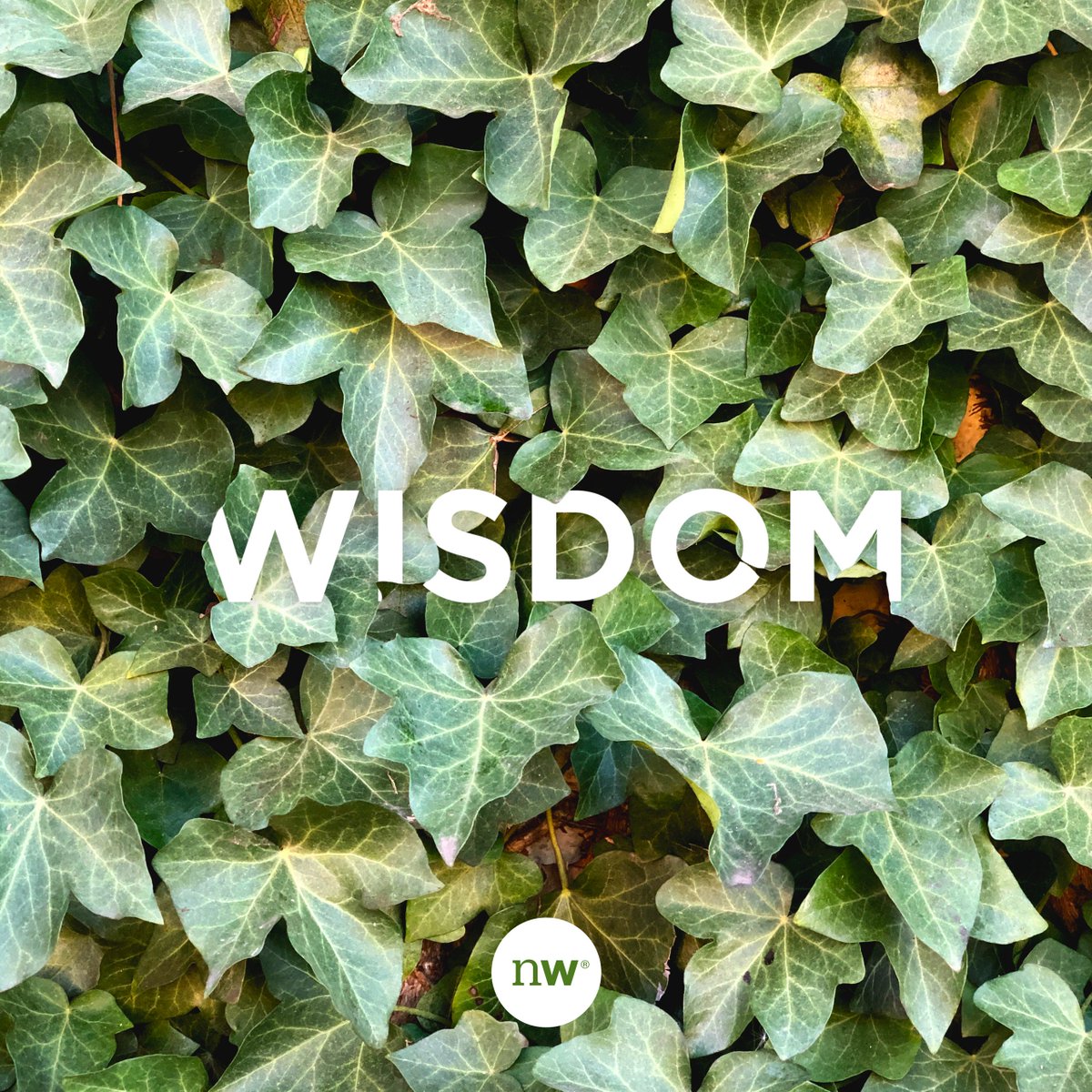 NatureWise's tweet image. Extracting the wisdom within nature. That's what we're about. 🌿

#naturewise #wisdom #nature #health #naturalsupplements #wellbeing #oregon #pnw #wise #green