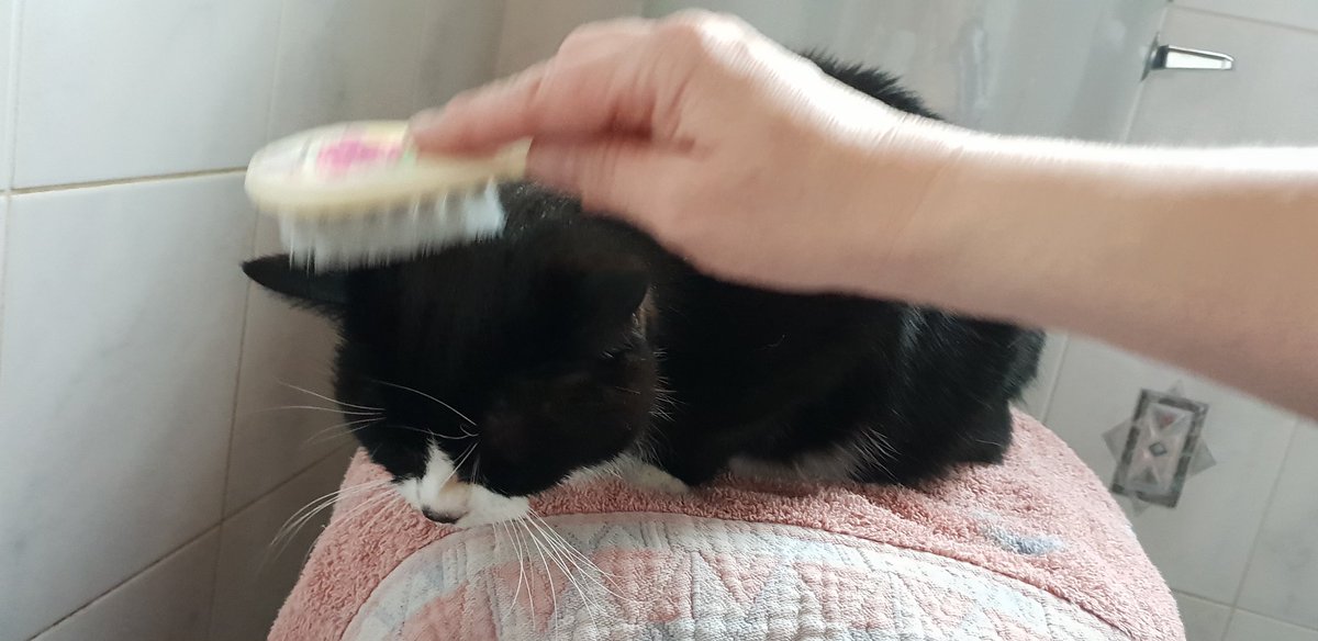 <a href="/MeanderingNumps/">Numps</a> He had been 'helping' Dad in the garden all morning so BS let him off. Rosie, however, was very happy to see Big Sister. She brushed her on the toilet seat, Rosie's favourite place.