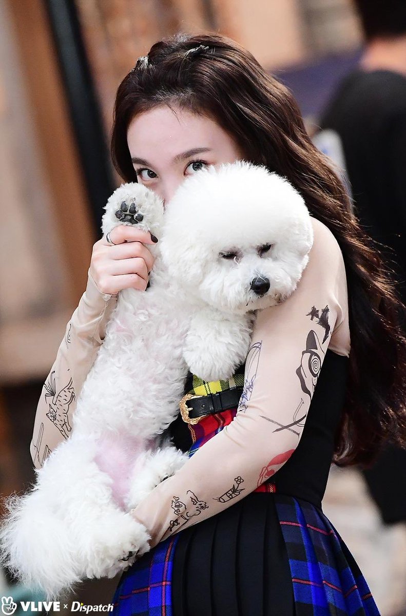 archivenayeon's tweet photo. our dog lover 🐕🐶🐩💗 https://t.co/kLGjhXGK4k