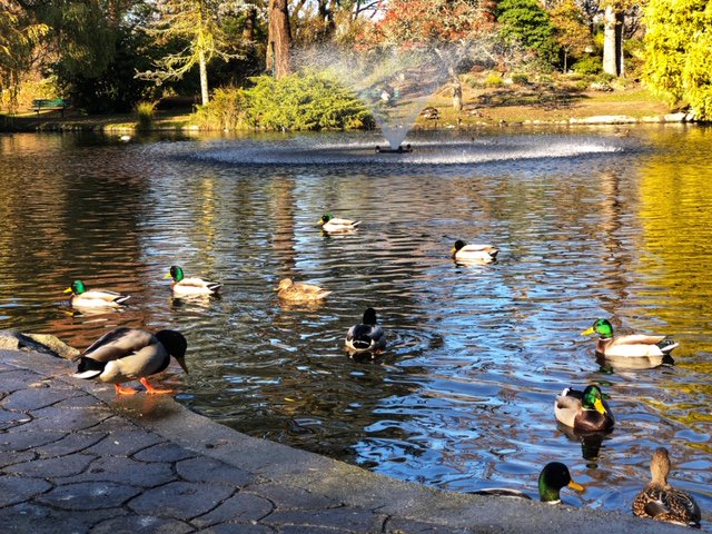 DoubleTreeVic's tweet image. Did you know? Beautiful Beacon Hill Park is just a short walk from our hotel. #DoubleTreeVictoria #BeaconHillPark #YYJ