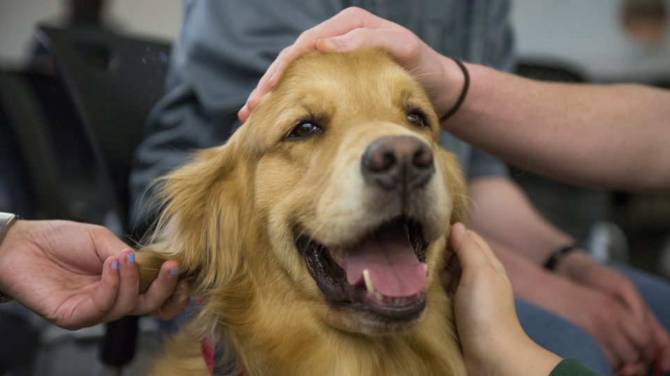 AJVoelpel's tweet photo. *Sees dog at airport*

My Brain:

DON'T PET IT
DON'T PET IT
DON'T PET IT
DON'T PET IT
DON'T PET IT
DON'T PET IT
DON'T PET IT
DON'T PET IT

Me: 
"HOOOZUHHHGOODBOYYYYYYYYYYYY" https://t.co/zjoI7so9Qk