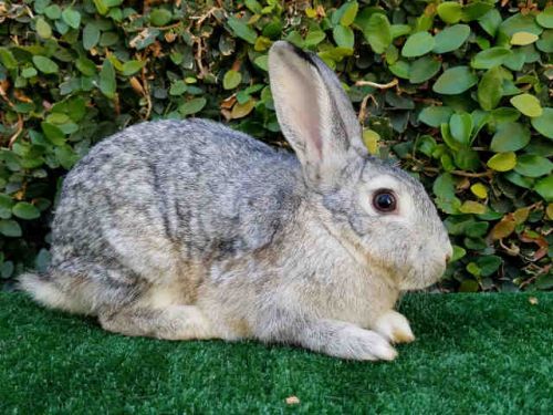 AdoptableBuns's tweet photo. Ayla is a young Dutch from #LosAngeles, CA. https://t.co/0pqCEjcdhb https://t.co/khYSIdLcB9