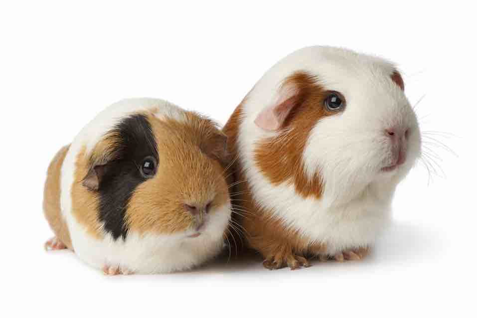 How did my love of Guinea Pigs start? Find out about it all, right here. whathaytofeedyourguineapigs.com/how-my-love-fo…