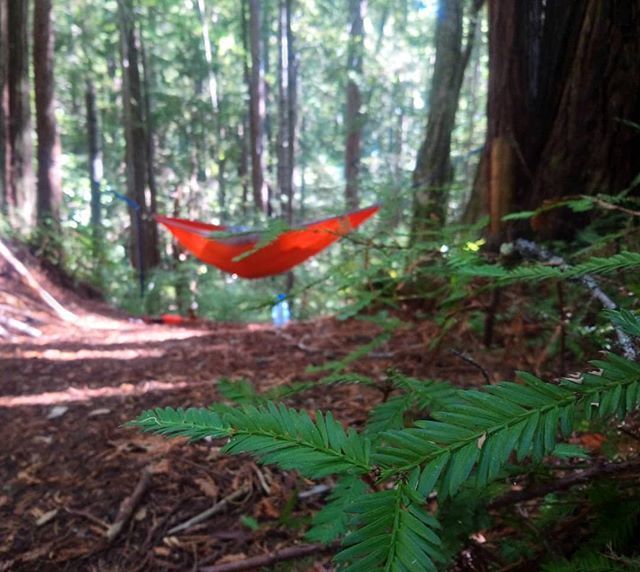 Slug_Pace's tweet photo. And one of the least known state parks in California is... BUTANO (according to them anyways) https://t.co/Lfi43frsa9 https://t.co/tm7NirNpD3