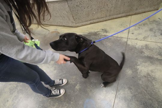 Meet Salem, one of the large adult dogs who can be fostered as part of a new pilot program at Memphis Animal Services  commercialappeal.com/story/news/201… <a href="/memphisnews/">Commercial Appeal</a>