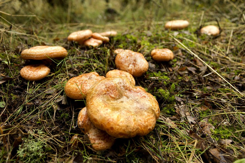 MÁS SETAS Y NÍSCALOS 🍄: comienza un nuevo fin de semana micológico.

Ven a vivir la naturaleza al campo y bosques de Atienza (Guadalajara) a pasear, buscar setas y níscalos.

Reserva habitación y disfruta de nuestra elaborada cocina:

elmiradordeatienza.com/hostal-rural

buen finde!!!!