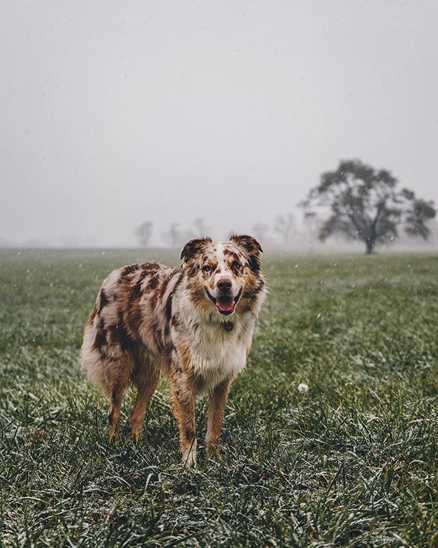 mavtheaussie's tweet photo. Give a dog a stick and he thinks it’s the best thing in the world. Give a man a stick and they burn it. What would happen if dogs could burn sticks though? Not sure I want to find out! https://t.co/imDREH6rYm https://t.co/FSeTn3dRYl