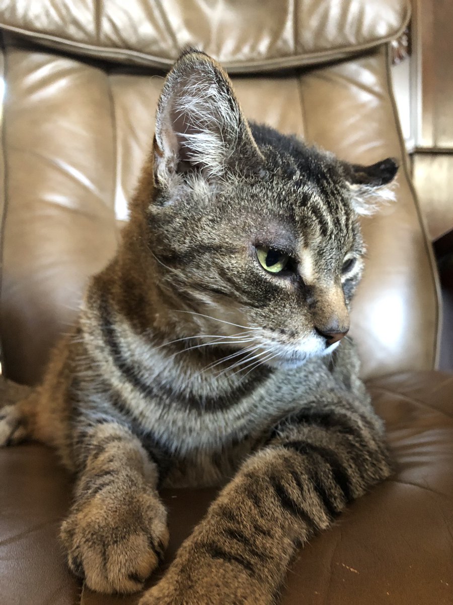 KeitherKeith's tweet photo. Just MeKeith, being all Keithy. π»π¨π¦πΎβ€οΈ #AdoptDontShop #happyKeith https://t.co/si2AaRw2TG