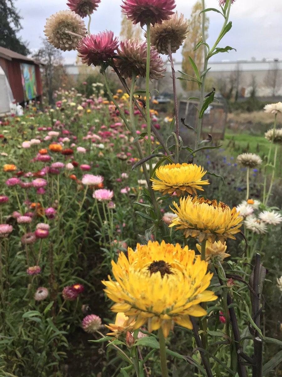 Just in case you were wondering if we still had flowers blooming on the farm, the answer is YES! Scroll to see them all. #flowerpower #farmlife #zengerfarm