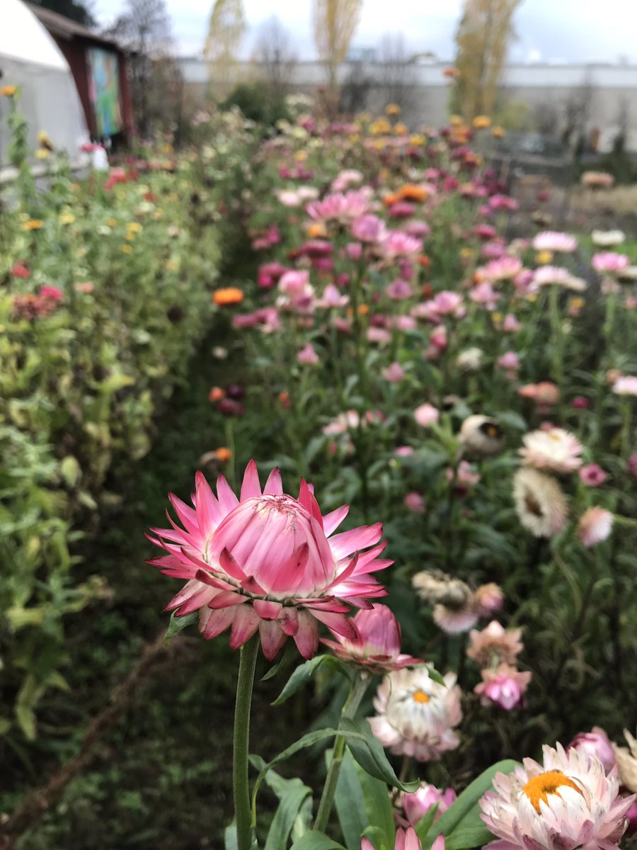 zengerfarm's tweet photo. Just in case you were wondering if we still had flowers blooming on the farm, the answer is YES! Scroll to see them all. #flowerpower #farmlife #zengerfarm https://t.co/v3eM09EvTY