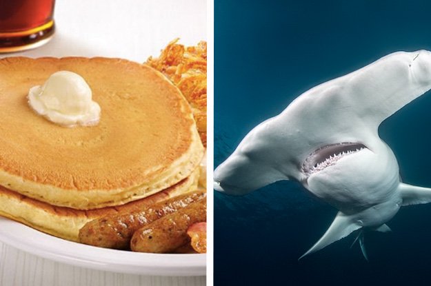 BuzzFeeders's tweet photo. Eat at Denny's and we'll tell you what type of shark you are https://t.co/YgodWDshux @DennysDiner https://t.co/smsBUMQXGG