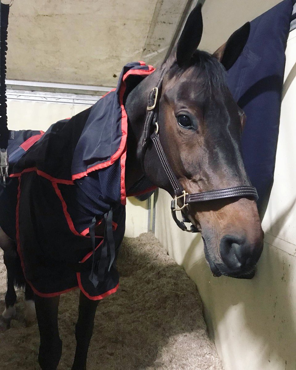 houghjumps's tweet photo. Paloma in her Activo-Med to prep for tonight’s 1.50m at CSI4* @EquiSeine Rouen. Interested in trying this electromagnetic blanket on your horses? See https://t.co/Ifc3d54dPF for U.S. sponsorship opportunities. @equinetherapyin https://t.co/1qVWi0oUd8