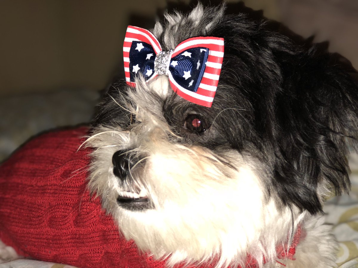 BuddySkyla's tweet photo. 💜💙 #shihtzu #nyc #newyorkcity #newyork #dog #dogs #puppy #puppies https://t.co/Glkq4UY4oT