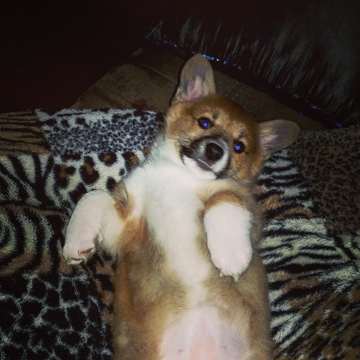 KNeveau88's tweet photo. What a ham
#corgi #corgimomma #puppy #corgilife #corgidog #corg #ham #dog https://t.co/r7PHri5qSH