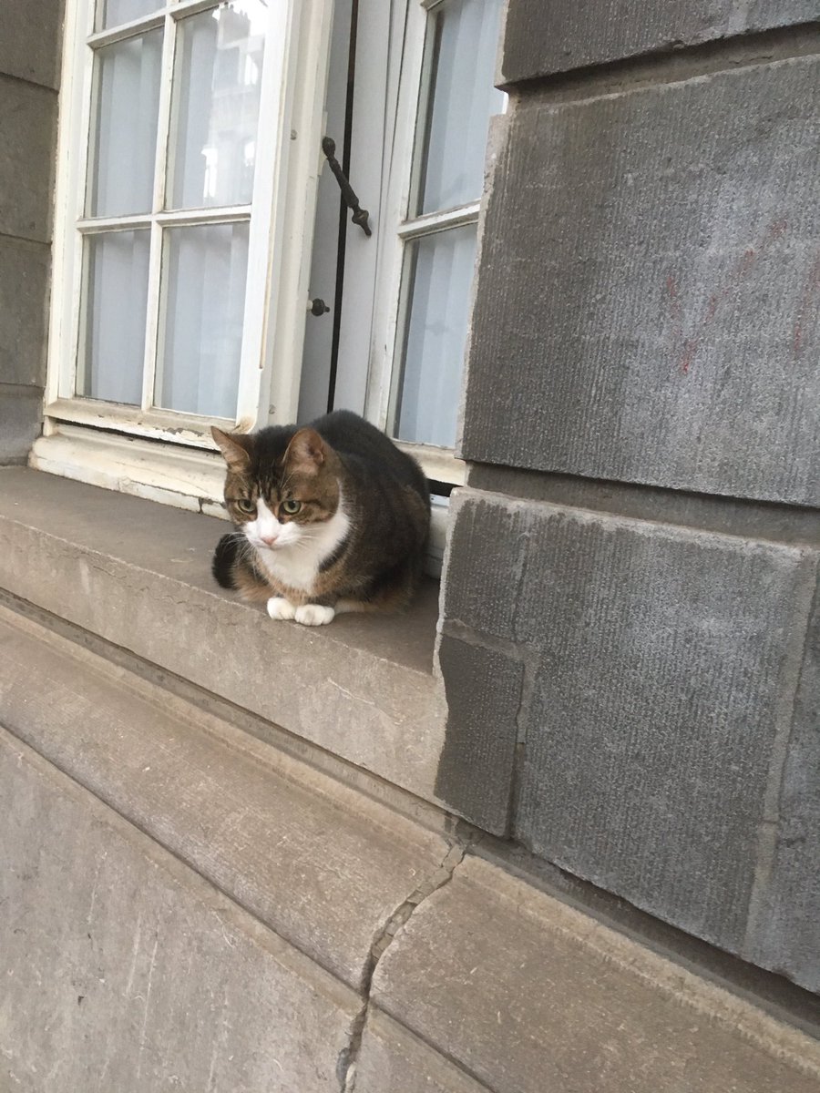 ToddBuell's tweet photo. #catsofbrussels https://t.co/ULx5fCP07u