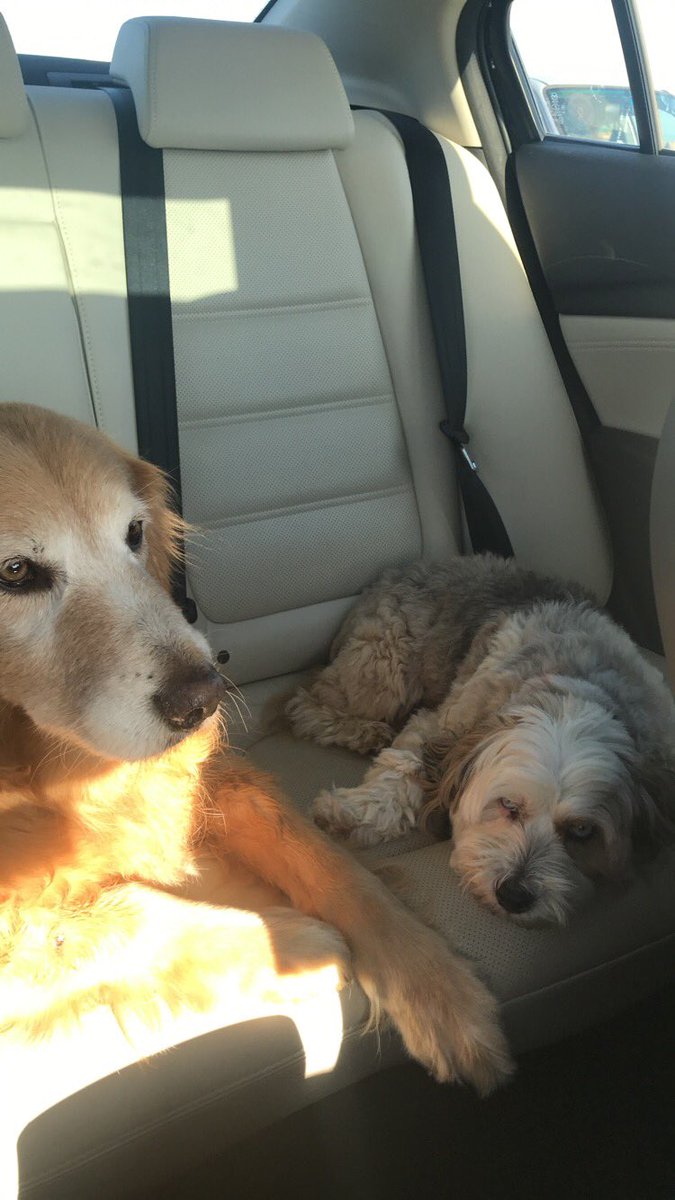 tuckjulia14's tweet photo. @taIIant my babies https://t.co/YFnWjCUkIB