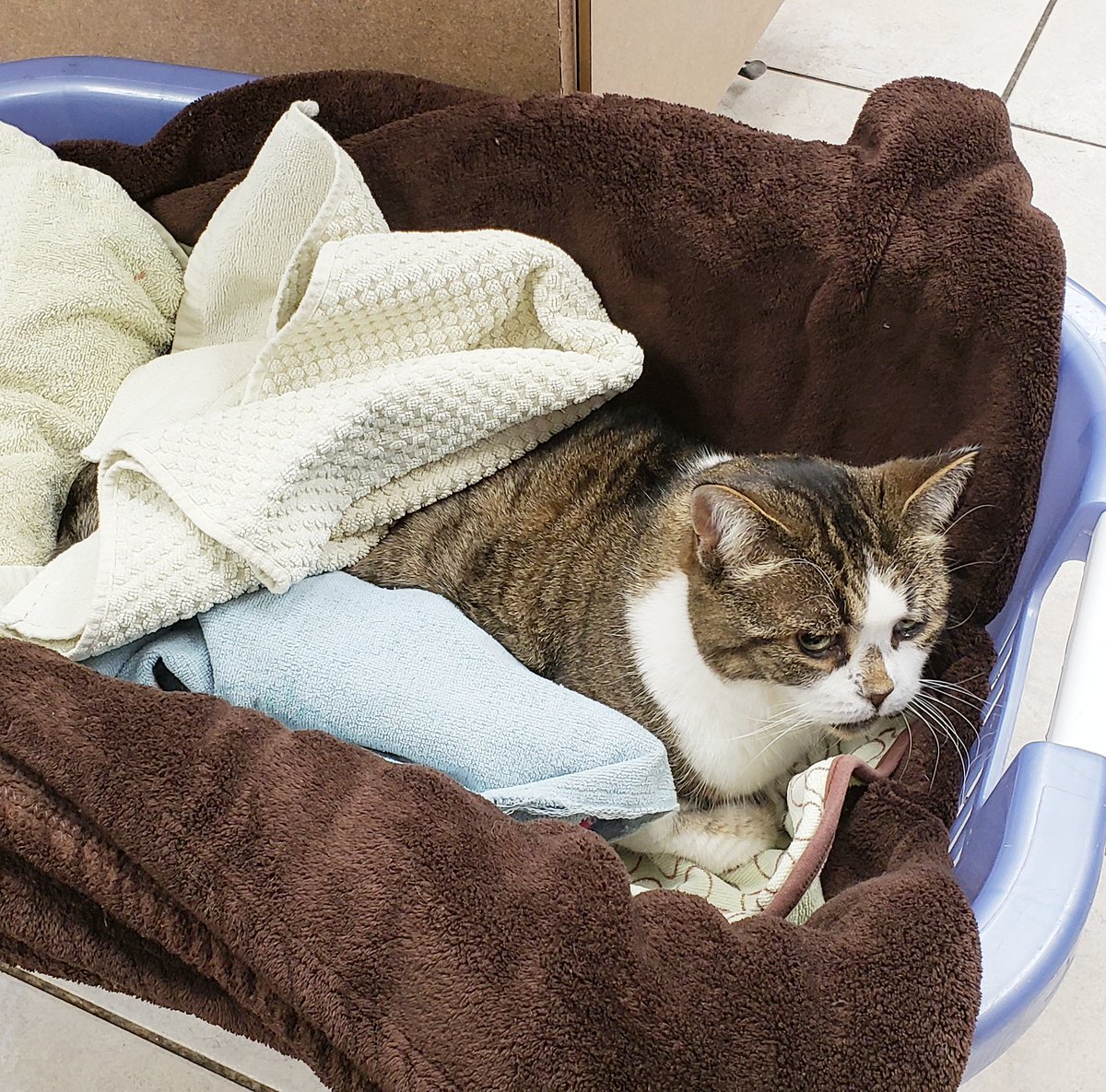 AjaxAH's tweet photo. Our Vet Techs &amp; Assistants do their best to make anesthetic recovery as comfortable as possible for patients big &amp; small!
Ellie was cozy &amp; safe in this laundry basket full of warm towels after her dentistry this morning.
😊
#VetTech #catvet #RVT #petshaveteethtoo #VetAssistant https://t.co/w4ynFenU5f