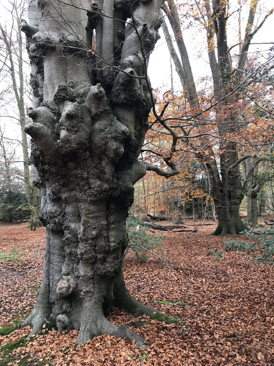 BioForestry's tweet photo. Some magical shapes from today’s survey in Epping Forest. 🌳 https://t.co/W6uC5RTMkc