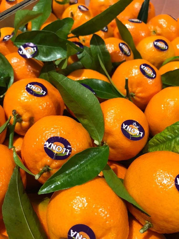 TOTALIMPORTSFD's tweet photo. #llona are under way. #leafyclem from the NUMBER 1 region Castellon, Valencia. Looking forward to serving #wholesale &amp; #foodservice with this fantastic #fruit . Contact the fruit desk for sizes and pricing. #totalproduce https://t.co/x38sLBH0HK