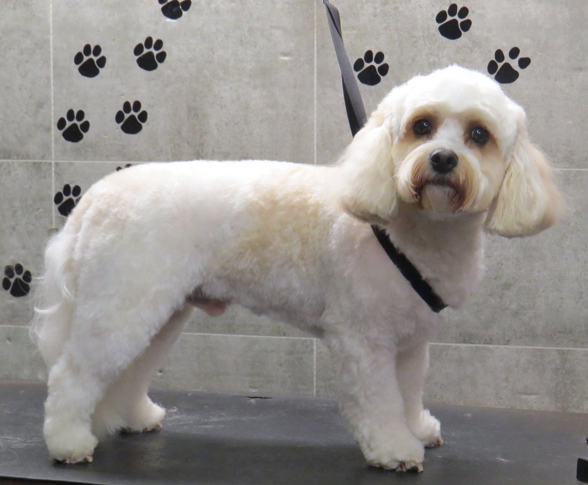 cavachon haircuts
