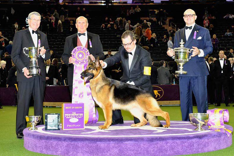 GaddafiHannibal's tweet photo. #Palermoconference is more like (The Westminster Kennel Club Dog Show)The adorable winners heading to Best in Show breed is known for its physical strength protection instincts courageousness and extreme master loyalty.Italy as well Egypt need to guard dogs to protect the borders https://t.co/gGlIOmymHW