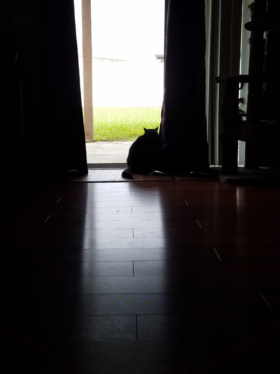 BestCatArwyn's tweet photo. Momma said it is nice enough out today (as in, 70Β° or cooler) for us to have the sound on for the big screen TV! We are excited for it! And it smells!
#bestcat #blackcat #panfursquad #BestCatInTraining #FufuCuddlyPoops #EmmaIsWise #catlogic #catlife #winteriscoming #windowseat https://t.co/MQJPksIg0t