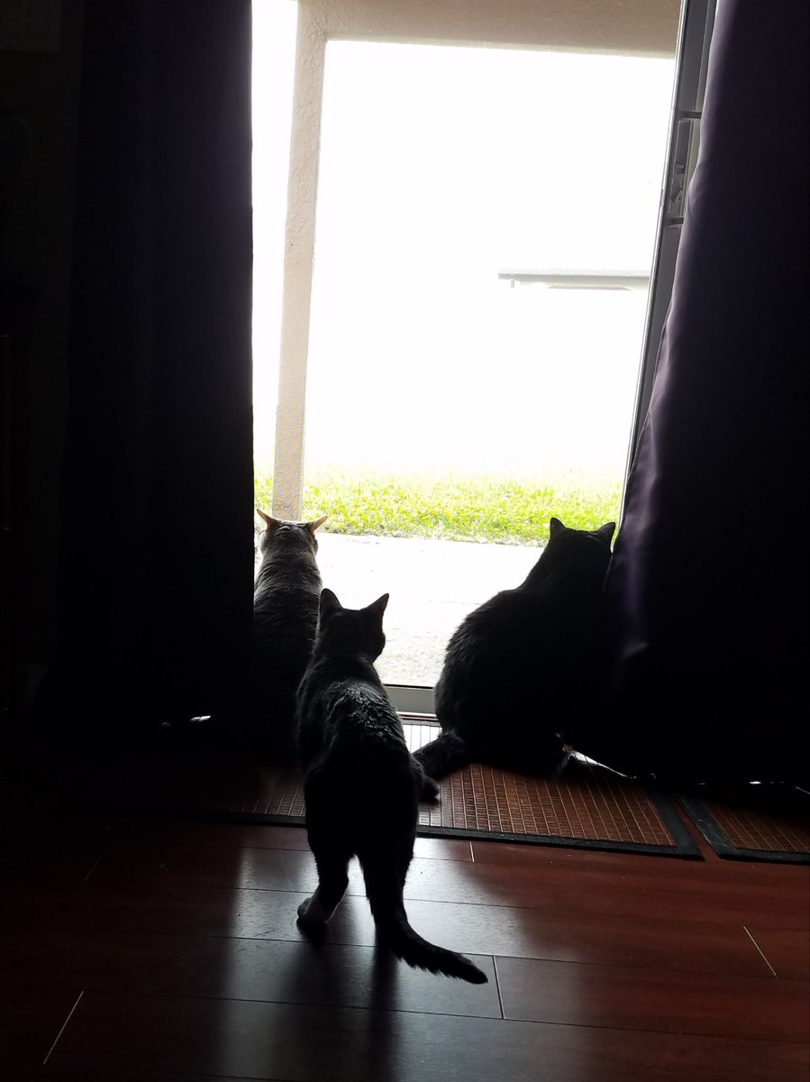 BestCatArwyn's tweet photo. Momma said it is nice enough out today (as in, 70Β° or cooler) for us to have the sound on for the big screen TV! We are excited for it! And it smells!
#bestcat #blackcat #panfursquad #BestCatInTraining #FufuCuddlyPoops #EmmaIsWise #catlogic #catlife #winteriscoming #windowseat https://t.co/MQJPksIg0t