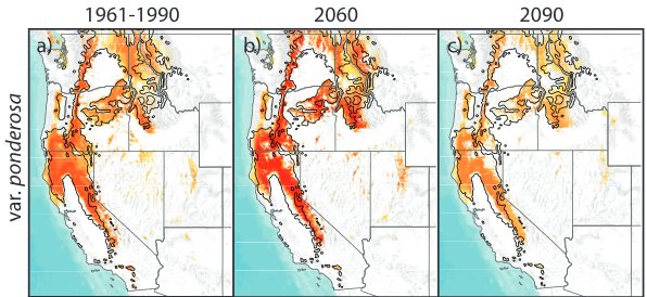usfs_srs's tweet photo. Ecological niche models predict different ponderosa pine range responses to #climate change by intraspecific varieties in this #newpublication: https://t.co/N43DAMPKD1
@USGS @NCState_FER #NationalForestGeneticsLaboratory
#pinusponderosa #conservation #FosterResilientEcosystems https://t.co/7U5Dpbam58