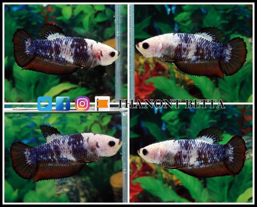 ThanontB's tweet photo. #ปลากัด #betta #HMPK #fancy #Halfmoon #Doubletail #Crowntail #Wild Types #Plakat #Veiltail #Thailand #USA #Canada #Germany #China #Denver #Florida #California #Minnesota #Mexico #United Kingdom #Australia #Japan #Taiwan #Hong Kong #Singapore #Philipines #Malaysia #Vietnam https://t.co/OnzoE8GGLy